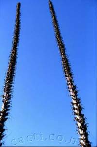 Two tall thin inflorescences at Auckland Botanic Gardens.
