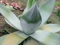 Lovely broad whitish leaves make this a very special plant.