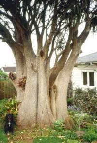 One of the biggest examples in New Zealand, trunk about 2m diameter.