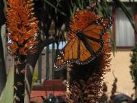 Monarch butterfly feeding on castanea nectar on13th August!