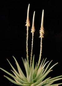 Tall straight inflorescence,