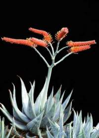 Aloe ortholopha warming up a bleak July.