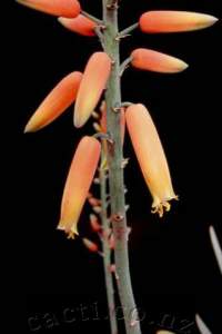 Plicatilis has one of the larger Aloe flowers.