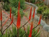 ....when few other Aloe species flower....