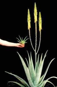 Aloe vera with the Little Spotty Hybrid for comparison.