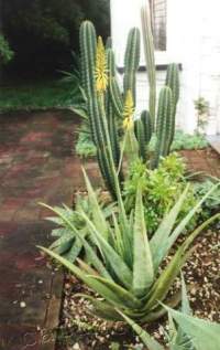 The real Aloe vera is quite stately in the desert garden.