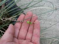 Small seedpod. Self-fertile species.