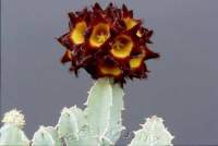 Very unusual and worthy species, also known as Caralluma speciosa.