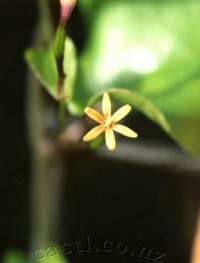 Tiny flower.