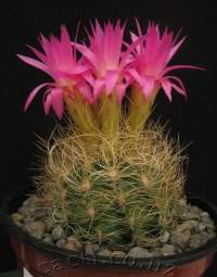 "Birdsnest-like tangle of straw-yellow curving spines and brilliant large dayglow pink flowers in spring"