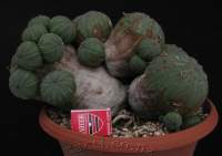 E.symmetrica offsets, E.obesa elongates. Here we have a very old plant, 24 heads in a 30 cm bowl.