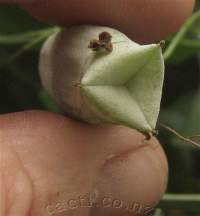 The lower end of an unopened seedpod showing the three valves folded inward, waiting to open when seeds are ready.
