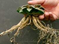 Thick fusiform roots, repot with care!