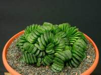 Faster than H.truncata, and always healthy.