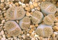 Lithops lesliei 'Kimberley form' C 14 pic2.