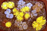 These are all yellow-flowered but other species have white flowers.