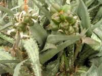 Fruits are fleshy, the distinction from Aloe genus 'sensu stricto' which has dry fruits.