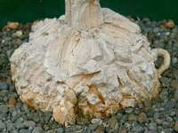 Caudex has a thick, white, and very corky surface.