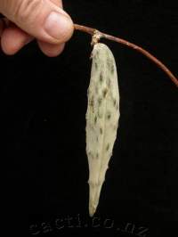 ....followed by the long, hanging seedpod, not in pairs.