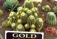 Remember this? Ellerslie Flower Show 2000, our first Gold!.