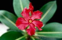 It's the only red-flowered species in Pachypodium.