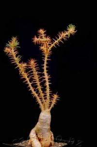 Grown in equal conditions griquense has a spinier look at the tips, with shorter internodes between spines, compared to P.succulentum.