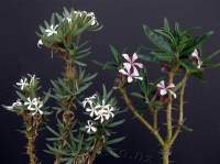 Flower is smaller and less pink. Here is a comparison of griquense (L) and succulentum (R).