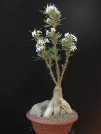Griquense tends to hold itself upright for a better bonsai look.