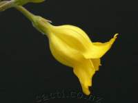 The campanulate (bell-shaped) flower is diagnostic.