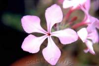 Pink flower.