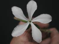 White flower (less common).