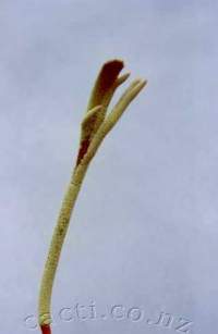An unusual (freak), crested inflorescence.