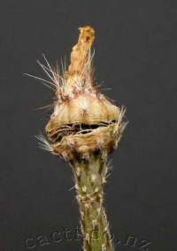 This kuntzei seedpod was practising for auditions at the Muppet Show...