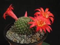 For a Rebutia the flowers are large.