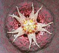 Closeup of flower genitalia.