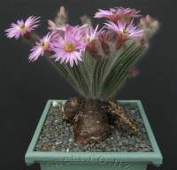 Pretty flowering cactus with raiseable rootstock.