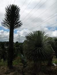 …one last photo with its old mate Yucca rostrata…