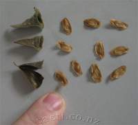 Fruit (=seed capsules) and their seeds.