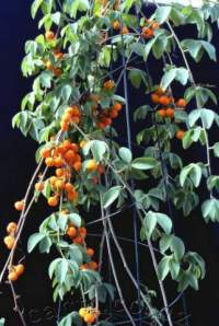 Fruits amongst the tangled summer foliage.