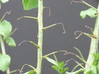 Unused tendrils drop their end to become spines