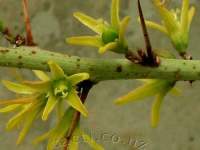 Female flowers. Also spines.