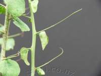 Tendrils before drying back to spines.