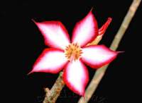 Dainty flower with a distinct red edge to the petals.