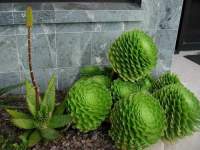 Individual rosettes have a layered and spiralled charm.