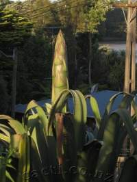 Emerging inflorescence is so large and fat that it's scary.