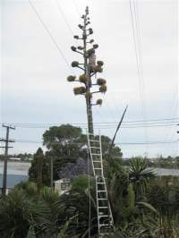 Transpower asked us to cut 2 metres off the top before it disabled Auckland's power supply. Suman did the job with aplomb.