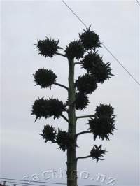 Rosettes formed on the inflorescence, as well as viable seeds.