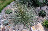 Great species in a rockery.