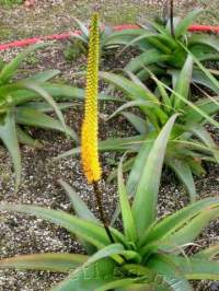 Young plant flowering for the first time.