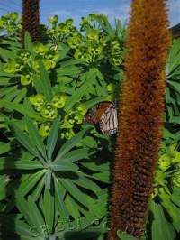 Monarch butterfly drinking nectar in August!